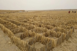 绿化草籽混合产品展示，多种草籽混合包装，绿色植物背景